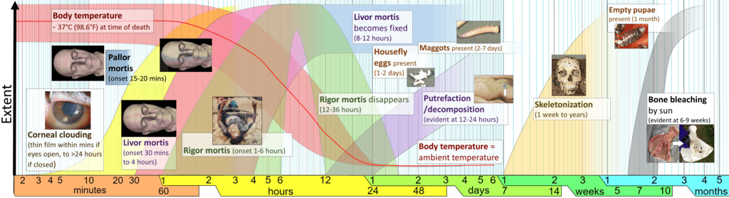 Stages of Decomposition