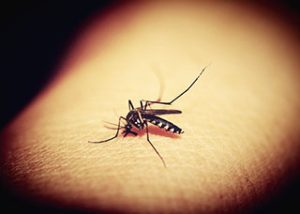 Malaria is often carried by mosquitos.